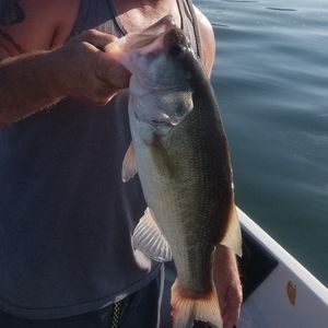 Meet your Posher, Steve